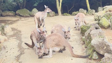 伊豆シャボテン動物公園に投稿された画像（2024/11/12）