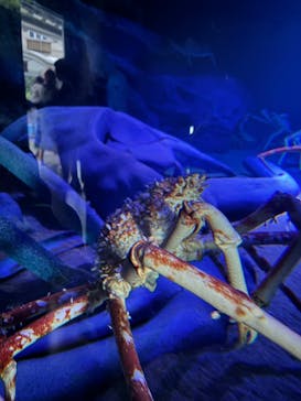 竹島水族館に投稿された画像（2024/11/12）