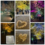 国営昭和記念公園 秋の夜散歩に投稿された画像（2024/11/12）