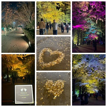 国営昭和記念公園 秋の夜散歩に投稿された画像（2024/11/12）