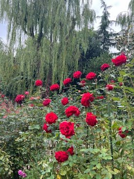 横浜イングリッシュガーデンに投稿された画像（2024/11/12）