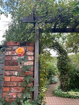 横浜イングリッシュガーデンに投稿された画像（2024/11/12）