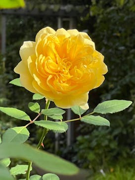 横浜イングリッシュガーデンに投稿された画像（2024/11/12）