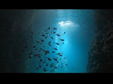 武藤潜水に投稿された画像（2024/11/12）