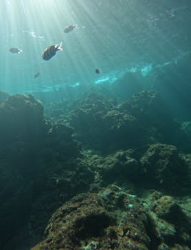 武藤潜水に投稿された画像（2024/11/12）