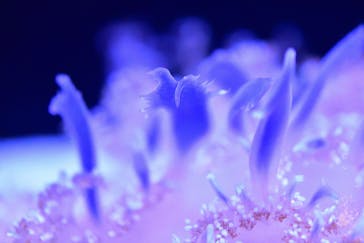 マクセル アクアパーク品川に投稿された画像（2024/11/12）