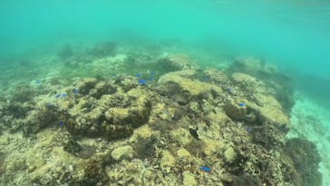 武藤潜水に投稿された画像（2024/11/12）