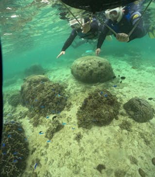 武藤潜水に投稿された画像（2024/11/12）