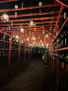 国営昭和記念公園 秋の夜散歩に投稿された画像（2024/11/12）