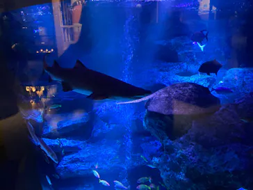 すみだ水族館に投稿された画像（2024/11/12）