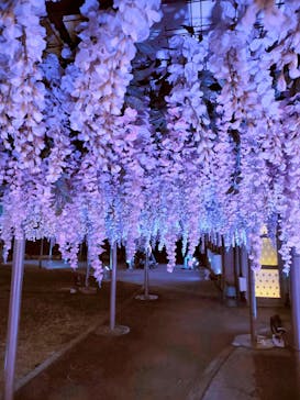 東京メガイルミに投稿された画像（2024/11/13）