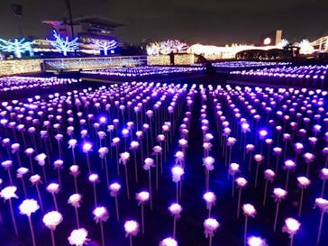 東京メガイルミに投稿された画像（2024/11/13）