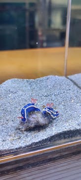 伊豆・三津シーパラダイスに投稿された画像（2024/11/13）