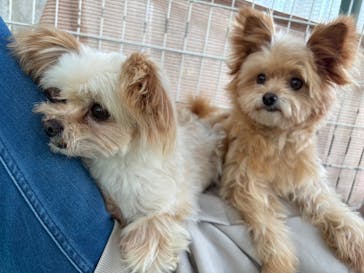 つくばわんわんランドに投稿された画像（2024/11/13）