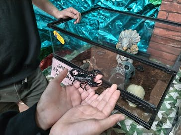 いきもの探検隊上尾に投稿された画像（2024/11/13）