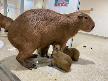 アニタッチ 東京ドームシティに投稿された画像（2024/11/13）