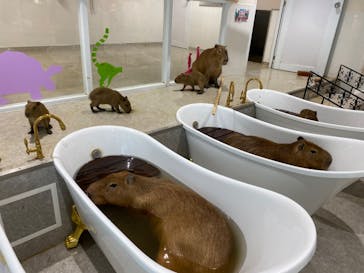 アニタッチ 東京ドームシティに投稿された画像（2024/11/13）