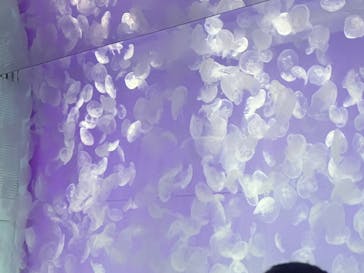 アクアワールド茨城県大洗水族館に投稿された画像（2024/11/13）