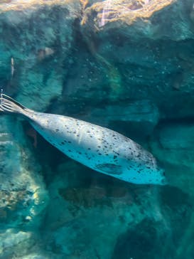 アクアワールド茨城県大洗水族館に投稿された画像（2024/11/13）