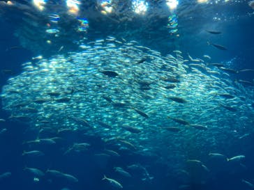 アクアワールド茨城県大洗水族館に投稿された画像（2024/11/13）