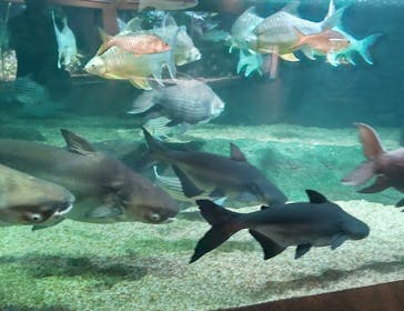 世界淡水魚園水族館　アクア・トトぎふに投稿された画像（2024/11/13）