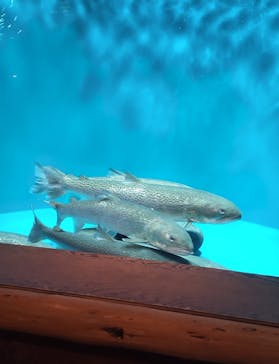 世界淡水魚園水族館　アクア・トトぎふに投稿された画像（2024/11/13）
