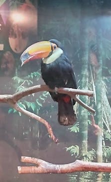 世界淡水魚園水族館　アクア・トトぎふに投稿された画像（2024/11/13）