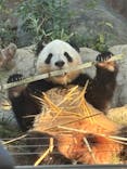 恩賜上野動物園に投稿された画像（2024/11/13）