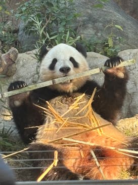 恩賜上野動物園に投稿された画像（2024/11/13）