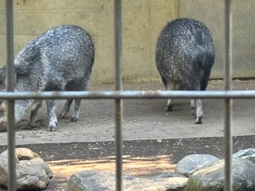 恩賜上野動物園に投稿された画像（2024/11/13）