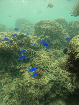 武藤潜水に投稿された画像（2024/11/13）