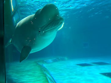 鴨川シーワールドに投稿された画像（2024/11/13）