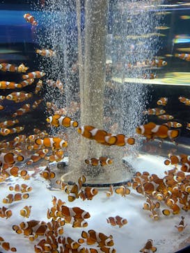 鴨川シーワールドに投稿された画像（2024/11/13）