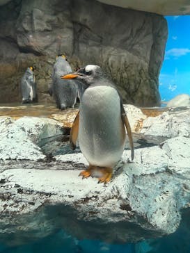 鴨川シーワールドに投稿された画像（2024/11/13）