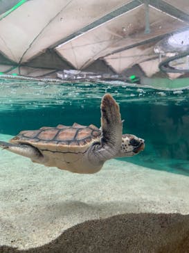 鴨川シーワールドに投稿された画像（2024/11/13）