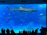 沖縄美ら海水族館に投稿された画像（2024/11/13）
