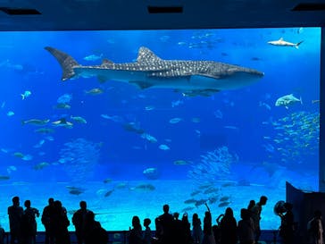 沖縄美ら海水族館に投稿された画像（2024/11/13）