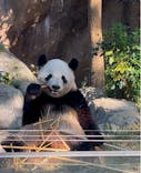 恩賜上野動物園に投稿された画像（2024/11/13）