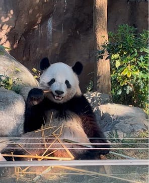 恩賜上野動物園に投稿された画像（2024/11/13）