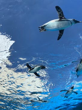 サンシャイン水族館に投稿された画像（2024/11/13）