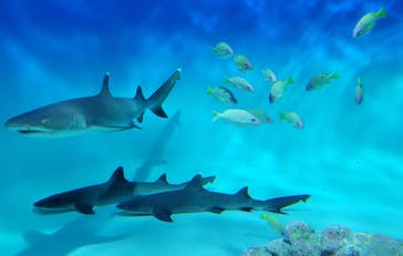 アクアワールド茨城県大洗水族館に投稿された画像（2024/11/13）