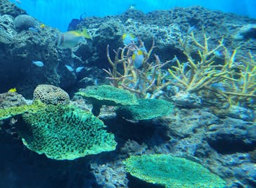 アクアワールド茨城県大洗水族館に投稿された画像（2024/11/13）