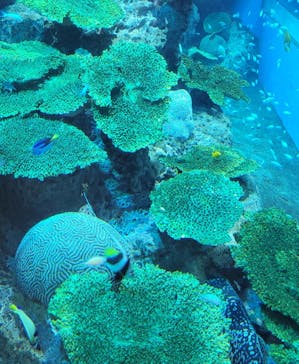 アクアワールド茨城県大洗水族館に投稿された画像（2024/11/13）