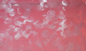 アクアワールド茨城県大洗水族館に投稿された画像（2024/11/13）