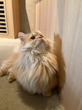 猫カフェモカ　神戸三宮店に投稿された画像（2024/11/13）