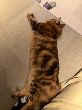 猫カフェモカ　神戸三宮店に投稿された画像（2024/11/13）