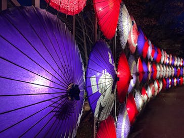 国営昭和記念公園 秋の夜散歩に投稿された画像（2024/11/13）