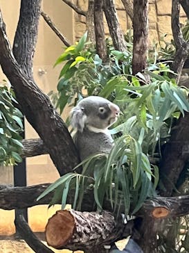 名古屋市東山動植物園に投稿された画像（2024/11/13）