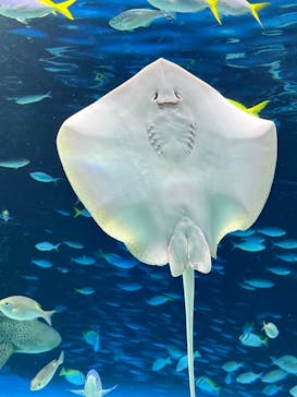 サンシャイン水族館に投稿された画像（2024/11/13）