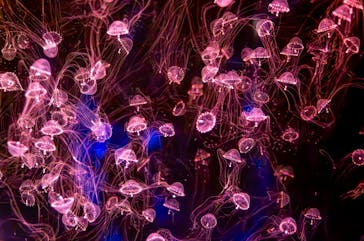 アクアワールド茨城県大洗水族館に投稿された画像（2024/11/13）